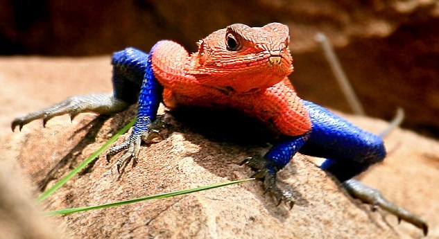 lizani kundicek agama se lizani kundicek agama se